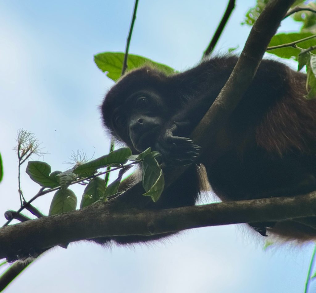 Corcovado National Park, Costa Rica