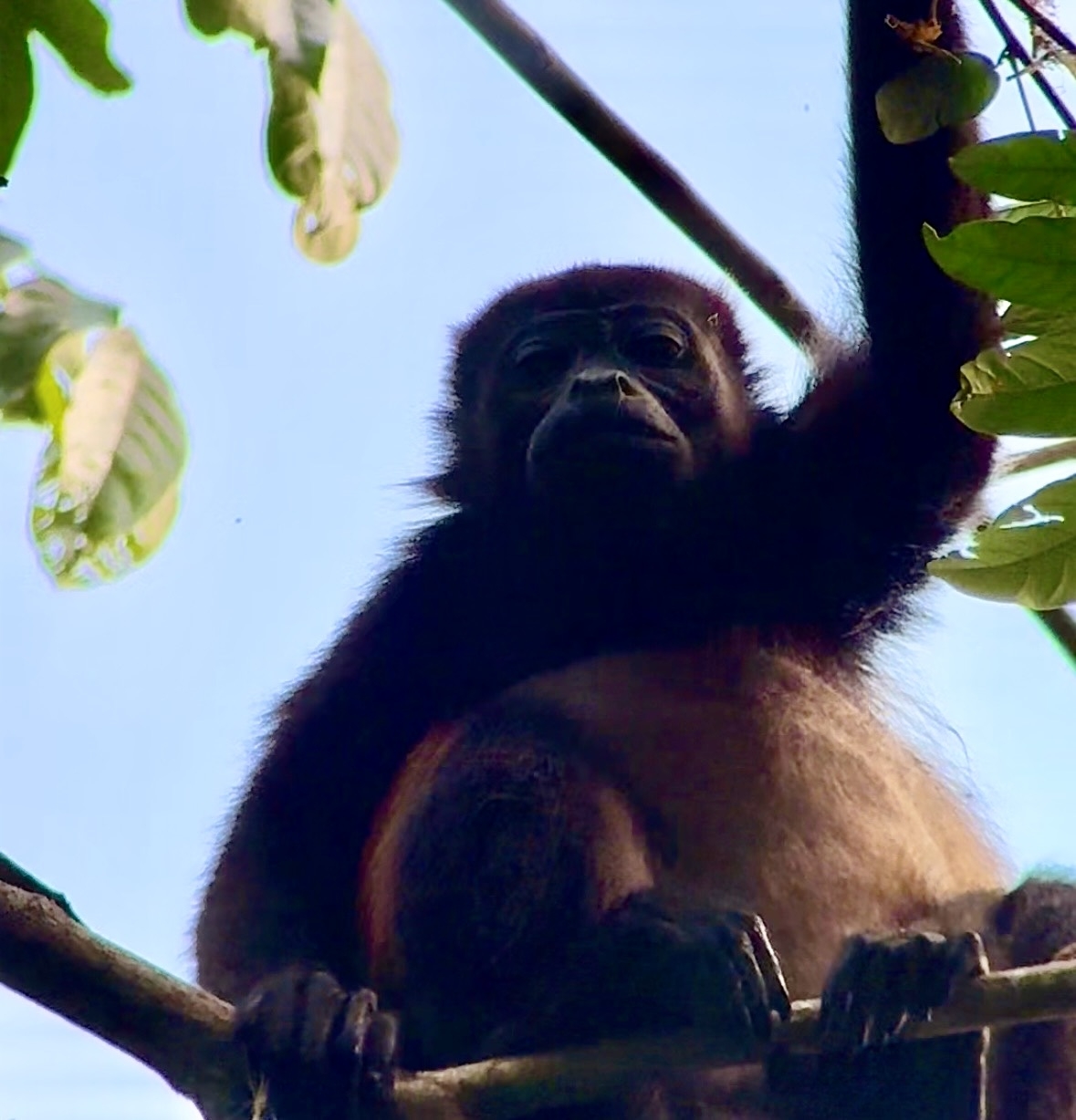 One of the most diverse places on the planet, Corcovado National Park, Costa Rica