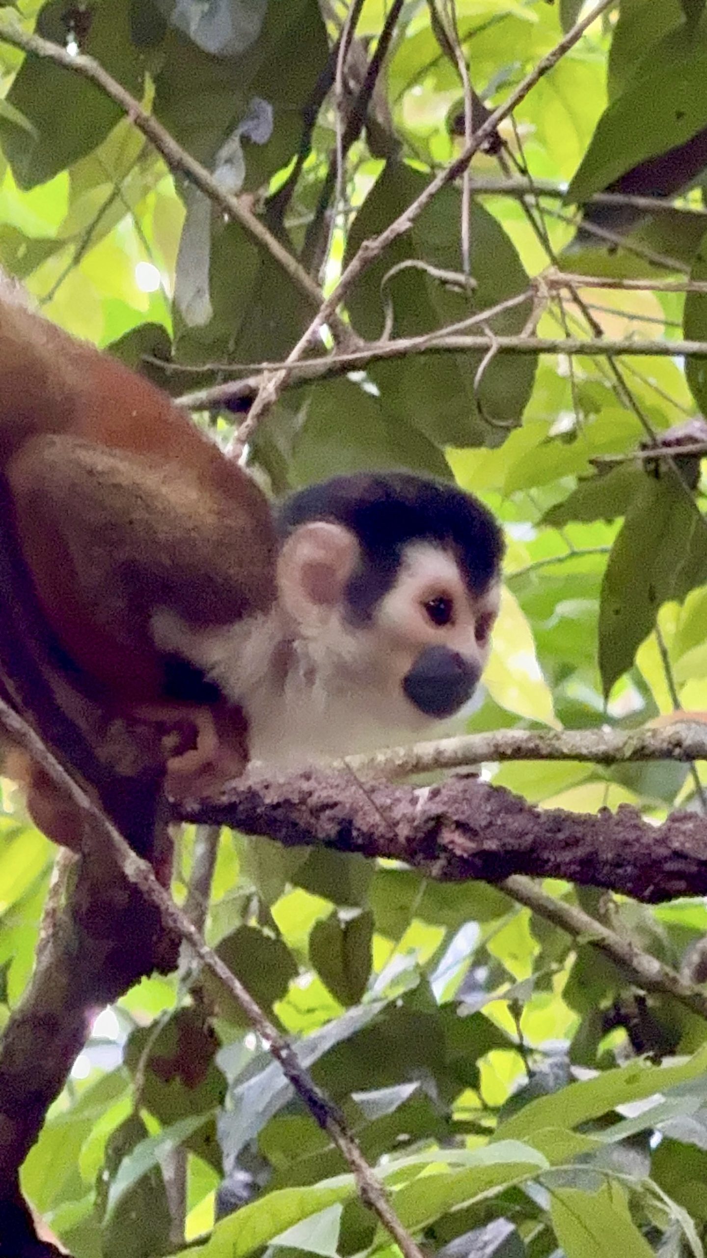 One of the most diverse places on the planet, Corcovado National Park, Costa Rica